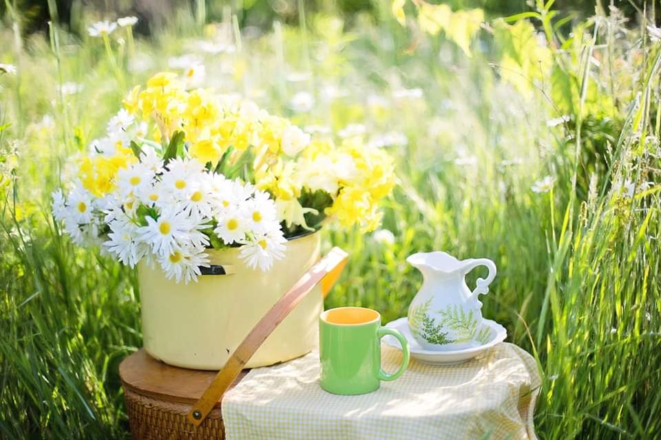 Mama Baby& Babybauch Picknick -mit Fotoshooting